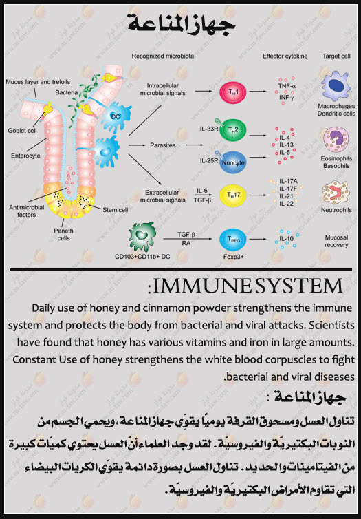 القرفة والعسل 11