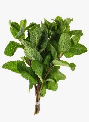 Spearmint bunch leaf isolated on white background