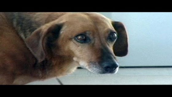 بالفيديو: كلب وفي ينتظر صاحبه بالمستشفى بعد عامين من وفاته