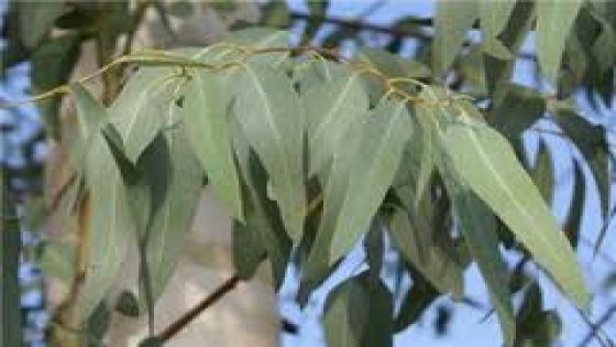 فوائد أوراق شجرة الكينا calyptus العجيبة