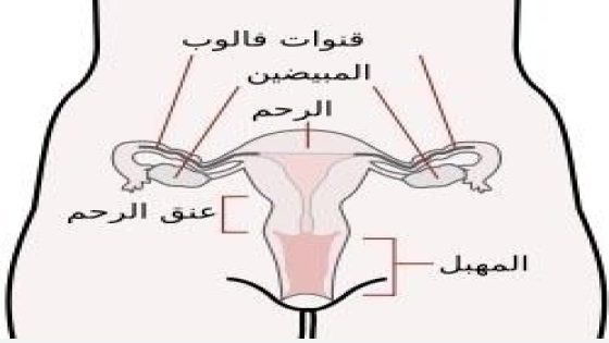 وصفة خطيرة لتضيق المهبل طبيعيا بعد الولادة