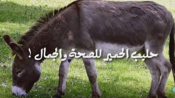 أجي تشوفو مزايا حليب الحمير للصحة والجمال