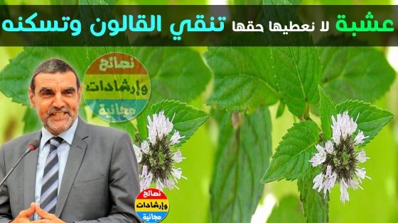 الدكتور محمد فايد يتحدث عن عشبة مغربية قوية لا نعطيها حقها لتسكين الألام و تنظيف القولون