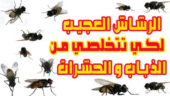 فقط بهذا الرشاش تخلصي من الذباب و الحشرات من منزلك