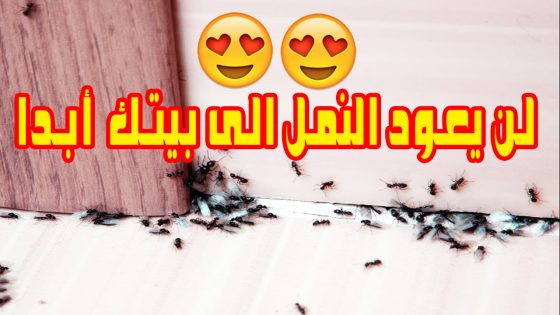 لن يعود النمل الى بيتك بعد تجربتي هذه الحيلة الخطيرة